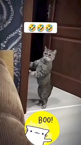 964K views · 9.1K reactions | Eu tot vă spun că pisicile sunt deștepte❗️﫶拾 #smart #kittens | Adriana Giurgiu | Facebook