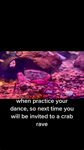 #crab #crabpet #vibe #crabrave #crabravedance