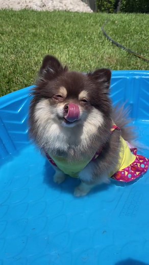 Suki's Unexpected Pool Party Antics