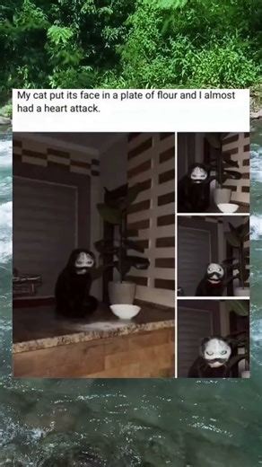 When Your Cat Becomes a Cartoon Character 🐱😂 #memes #funny