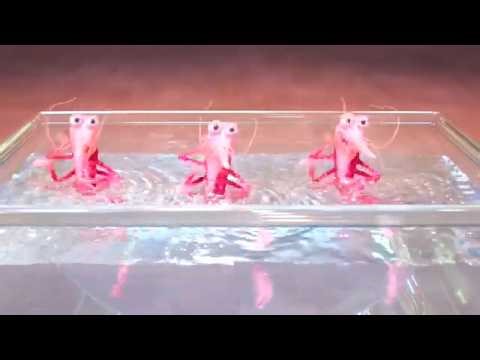 The SHRIMP TRIO STOLE THE SHOW?! 🦐🎤 Buster's Reaction is PRICELESS! | Sing