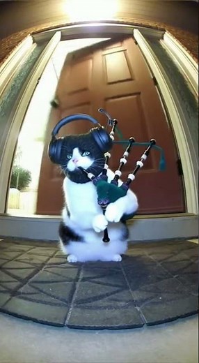 Cat Playing Bagpipes at Midnight Gets Caught by Owner! 😂🐱🎶