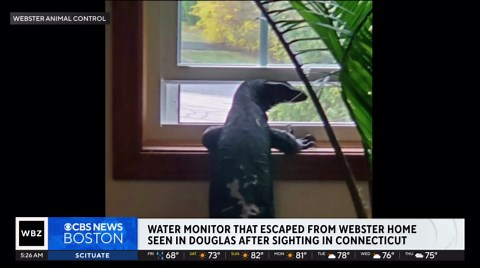 Escaped 5-foot-long lizard spotted again in Massachusetts after Connecticut sighting