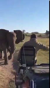 Elephant charge | Kruger Magazine