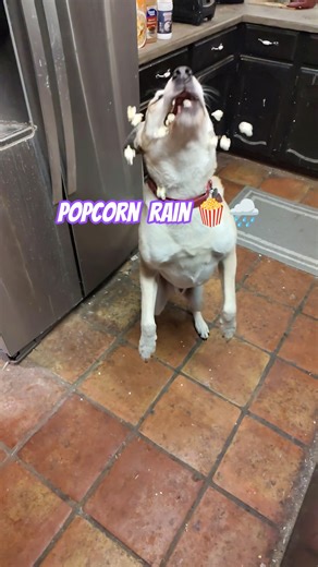 🍿🐶☔ Pupcorn Rain Pupcorn Rain