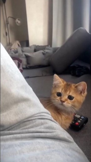 Cutest Kitten Moments 😻💞#shortsfeed
