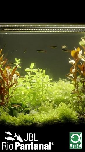 💡🌍 JBL LED SOLAR CONTROL - Biotope programs #shorts #meinjbl #myjbl
