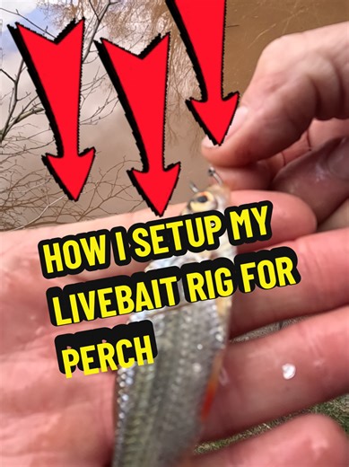 How to Catch Perch on Live Bait: Setup Guide