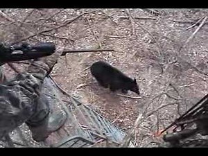 When Bears Go Wild
