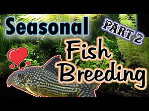 Breeding Fish in Your Natural Aquarium? - Seasons are the KEY! #fishbreeder
