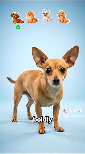 Chihuahua Mixes: Adorable Dog Breed Combinations