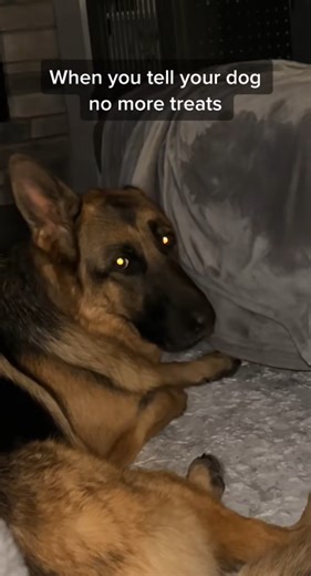 Just a little dramatic funny German shepherd moment