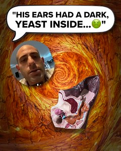 If your dog licks their paws or scratches their ears all the time, it could be due to a yeast imbalance. Discover how thousands of owners are tackling this frustrating issue 👇🏽 | PetLab Co.