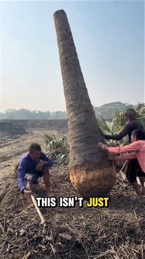 From Tree to Boat 🌴 Turning a Palmyra Palm into a Waterproof Canoe