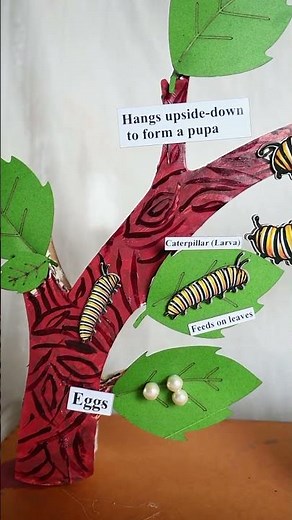 Life Cycle of a Butterfly Science Project | 3D Ecosystem & Metamorphosis Model Idea
