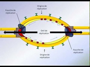Réplication de l'ADN: 2 de 3