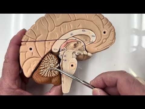 BIOL 157 Brain Model Sagittal View