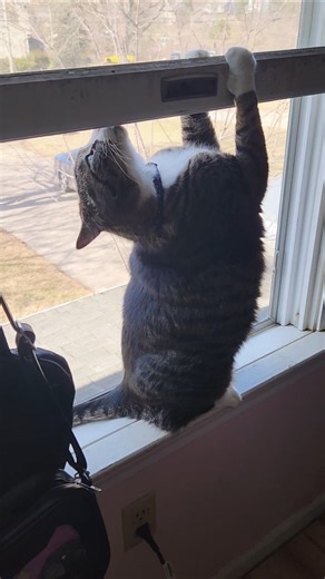 🎶How much is that kitty in the window🎶