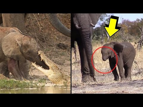 Poor Baby Elephant Attacked By Crocodile When Drinking Water From River