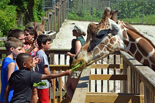 Giraffe Cam - Elmwood Park Zoo