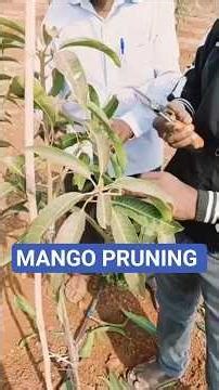 MANGO PRUNING TECHNIQUES