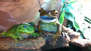 5.1K views · 429 reactions | Round Frog’s Stealing has been successfully thwarted today and Jens has a full stomach! | Stickyfrogs | Facebook