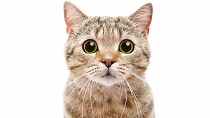 Can Cat Poop Make You Crazy?