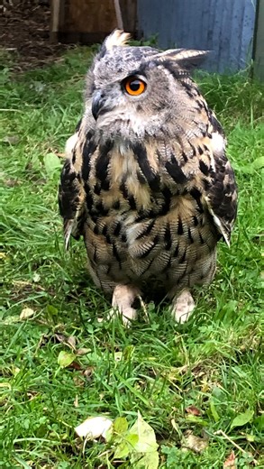Check out Taz’s wingspan! The Eurasian Eagle Owl has an impressive wingspan of around 6ft. These broad wings are perfect for silently gliding down from the treetops to surprise their prey, once caught they can apply around 500lbs of pressure to dispatch their prey! 💪 Meet Taz and our incredible owl team at our ‘An Evening with Owls’ events. The next dates are the 2nd and 23rd of November and the 21st of December. Spaces are limited and booking is necessary. 📞 ✉️ To secure your place today, cal