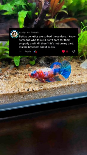 How long has your betta lived? #bettafish #betta #aquariumhobby #aquariumfish #aquascape #fish #fishtank #reelsfb #reelsvideo #reelsinstagram #bettasplendens #plantedtank #fbreels #aquarium #fyp #fypシ | Tiff's Fish