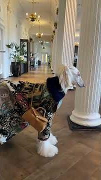 AFGHAN HOUND: ELEGANCE, SPEED AND STAR ATTITUDE