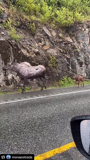 Alaska life #moosefoto #wildlife #moose