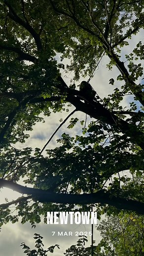 “This mature elm tree had several major branch failures and was posing a danger to nearby assets and pedestrians. Using our expert climbing skills, we were able to safely dismantle the tree.” | Entwood Tree Care