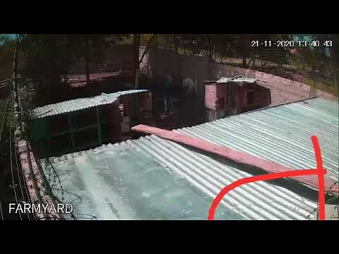 Caught on CCTV - Snake being electrocuted by live fence