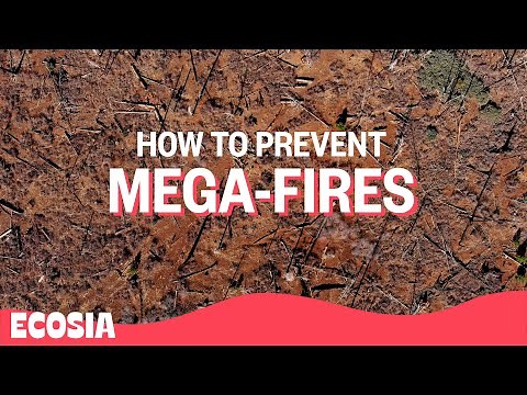 Insider Strategies to Avoid Wildfires