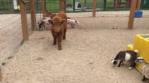 2.1K views · 96 reactions | Book your fall tours now! Schools, Day cares, and senior centers. Discounts available for groups over 20! | Bear Den Zoo & Petting Farm | Facebook