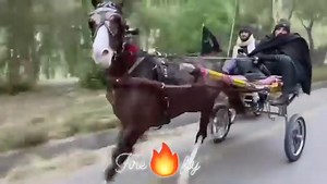 Horse Fire Fly Race Speed Machine | Tanga maker