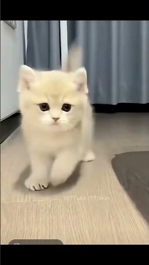 Best of 2025 😻 | Cute & Excited Kittens Compilation | @sgbabiesanimal