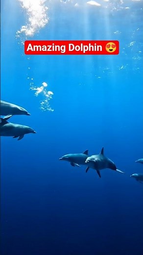 Amazing Dolphins Swimming Gracefully in the Ocean 🐬🌊 | Relaxing Nature Video #Dolphins#WildlifeVideo