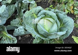 White cabbage heads of late variety on a field