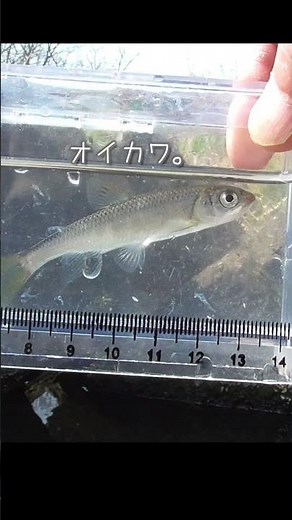 【釣りぶら散歩。】多摩川 国立で小物釣り。【淡水】#shorts