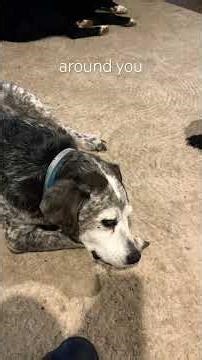 Michelangelo snags first place for breakfast with the #tmndoggos #dog #dogs #dogshorts #dogvideos