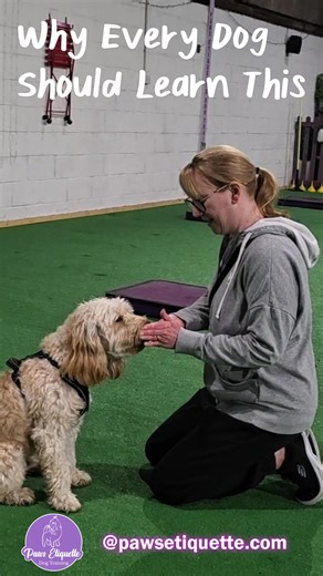 What looks like a simple nose boop... is actually one of the most powerful tools in dog training. Watch Buddy absolutely smash his nose target in his private session — but don’t be fooled by how easy it looks. This isn’t just a “trick”… It’s a skill that helps dogs: ✔️ Build confidence ✔️ Redirect focus (even around distractions!) ✔️ Strengthen recall and lead work ✔️ Feel successful and calm in training The best part? It opens the door to more advanced behaviours — all with trust, not pressure.
