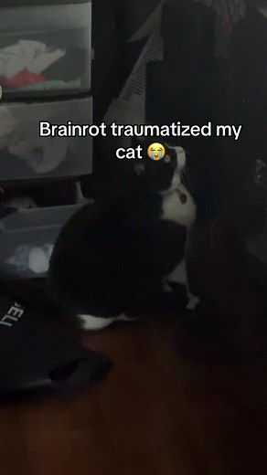 Cat Traumatized by Spinning Cat Meme