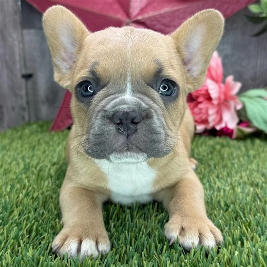 Hi, I'm Chewy! I'm an 8-week-old male French Bulldog with a beautiful blue fawn coat, born on June 28, which makes me a Cancer pup. I am ready now to plan my trip to my forever family. Once I reach my adult size, I'm expected to weigh between 25–35 lbs. I'm AKC registered. My mission: to make you smile every single day. Send us a dm now if interested. #frenchbulldog #frenchiesoftiktok #frenchiepuppy #frenchiepuppies #creatorsearchinsights • French Bulldogs for sale USA • French Bulldog puppies f