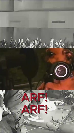 ARF ARF knocked loose #metal #hardcore #knockedloose
