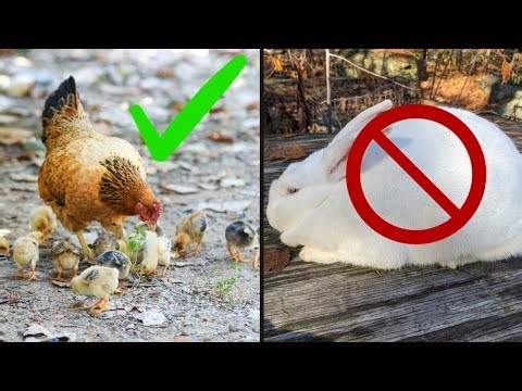 Chickens and Rabbit Fight 😁