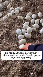 Tips for raising geese #gardening #gardentools #gardeningtools #tool | Gardening love