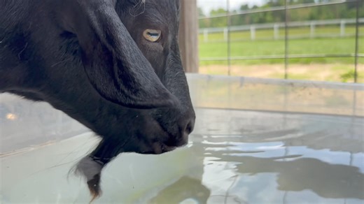 Flip-flop Farmer on Reels