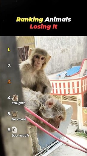 Ranking Animals Losing It 😭