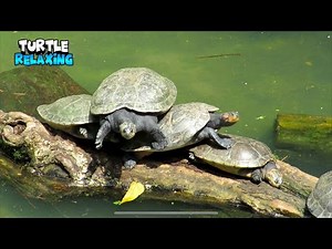 Incredible Moment Turtles Relaxing in Pyramid Position
